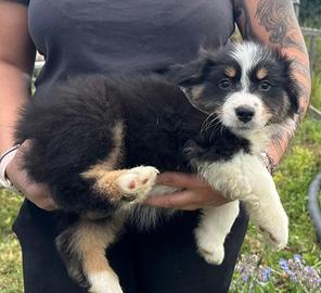 Cucciola pastore australiano