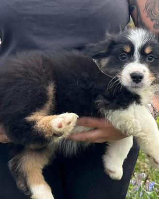 Cucciola pastore australiano