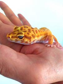 Geco leopardino e terrario