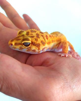 Geco leopardino e terrario