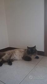 Gatto siberiano con Pedigree disponibile monta