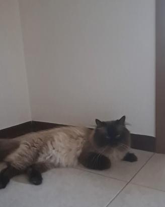 Gatto siberiano con Pedigree disponibile monta