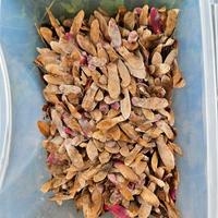 Semi Acero Rosso Giapponese 