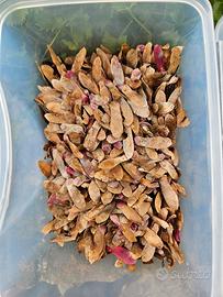 Semi Acero Rosso Giapponese 