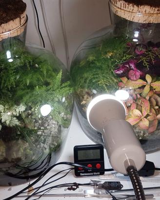 Terrarium