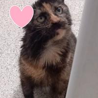 AMBRA, piccola e dolcissima, FELV POSITIVA