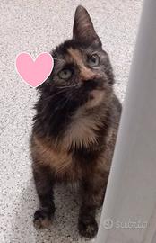 AMBRA, piccola e dolcissima, FELV POSITIVA