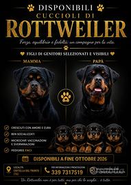 Cuccioli Rottweiler ?
