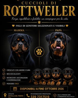 Cuccioli Rottweiler ?