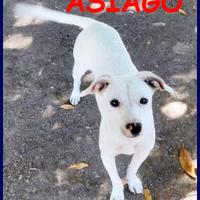 ASIAGO cucciolone senza richieste dolcissimo