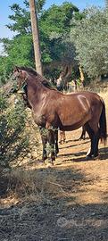 Cavalla andalusa nera