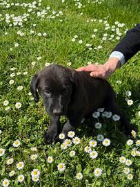 Mia cucciola nuda con pelo nero