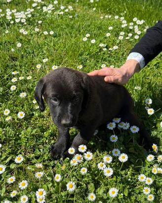 Mia cucciola nuda con pelo nero