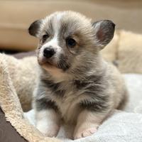 Cuccioli di welsh corgi pembroke