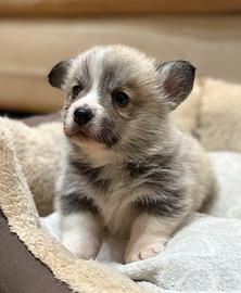 Cuccioli di welsh corgi pembroke