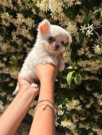 Cuccioli di chihuahua