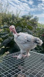 Polli collonudo