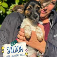 Adozione cuccioli 3 mesi tg piccola