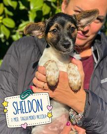 Adozione cuccioli 3 mesi tg piccola