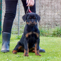 Rottweiler cuccioli