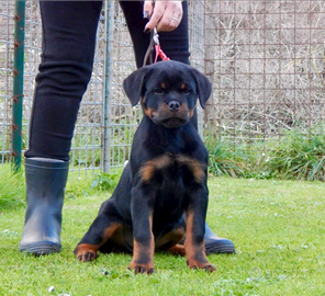 Rottweiler cuccioli
