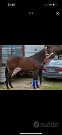 Cavallo di 8 anni