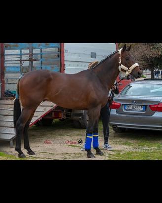 Cavallo di 8 anni