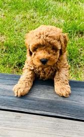 Cuccioli barboncini mini toy