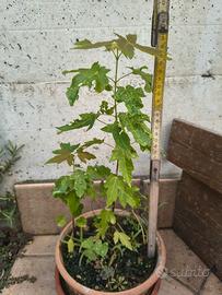 pianta di acero alta 40cm 
