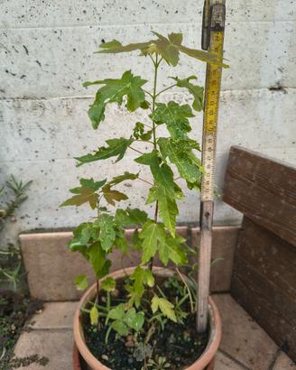 pianta di acero alta 40cm 