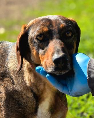 CANE IN ADOZIONE TG MEDIO contenuta