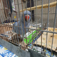 Parrochetto + gabbia