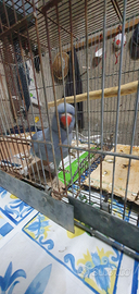 Parrochetto + gabbia