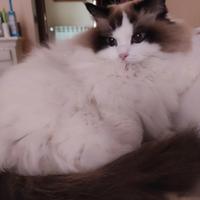 Ragdoll femmina Pedigree