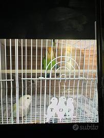 Calopsite cocorite e inseparabili da imbecco