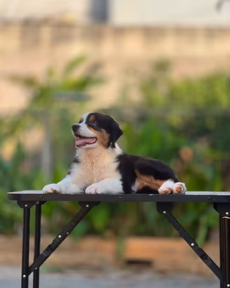 Cuccioli di pastore australiano