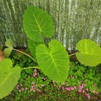 colocasia