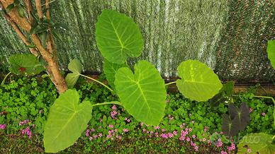 colocasia