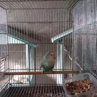 Inseparabile femmina