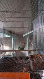 Inseparabile femmina