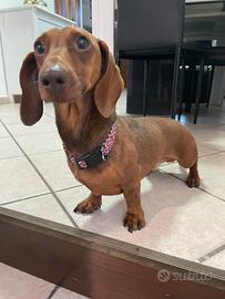 Cane bassotto