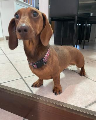 Cane bassotto