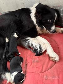 Border collie