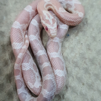 Serpenti del grano e serpenti muso di porcello