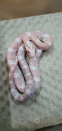 Serpenti del grano e serpenti muso di porcello