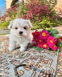 Cuccioli di maltese