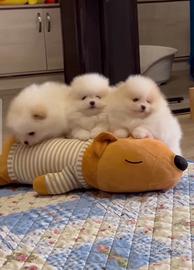 Spitz Di Pomerania