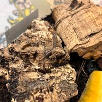 Miriapodi per terrario BENOITOLUS SIAMENSIS