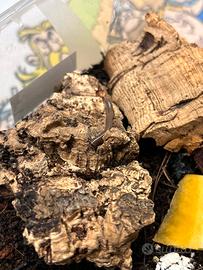 Miriapodi per terrario BENOITOLUS SIAMENSIS