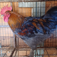 Splendido gallo Marans